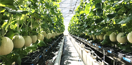 Mời tham dự sự kiện Kết nối ý tưởng trực tuyến chủ đề “Giải pháp IoT trong nông nghiệp thông minh - Giám sát và quản lý nhà màng”